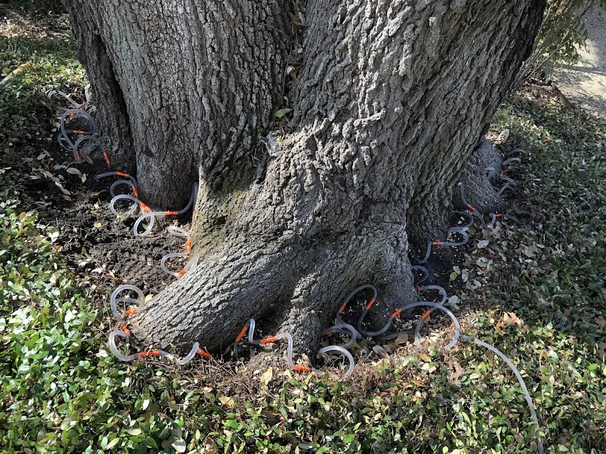 Detailed Tree Cabling and Bracing job site in Ridgetop