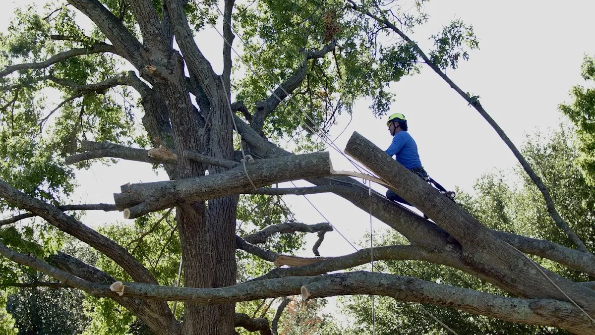 Professional Hazardous Tree Removal performed by certified arborists in Ridgetop